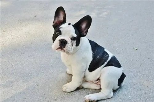 Französische Bulldogge sitzt auf dem Bürgersteig