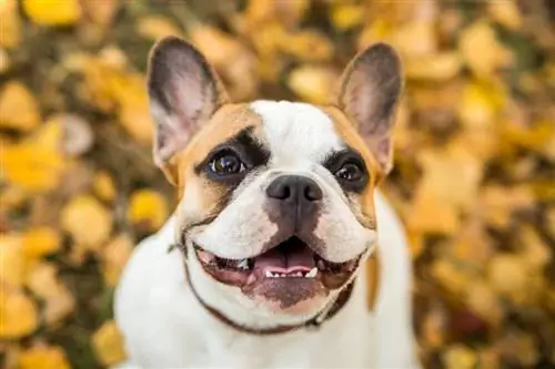 Franse bulldog