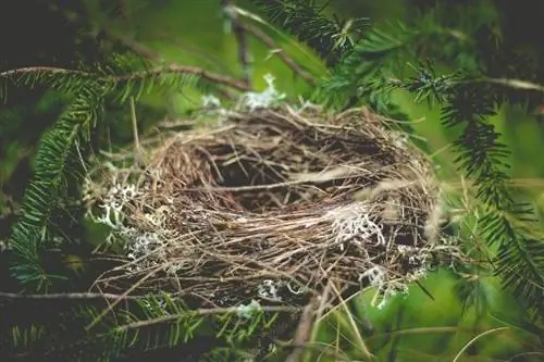 sarang burung terbuat dari jerami