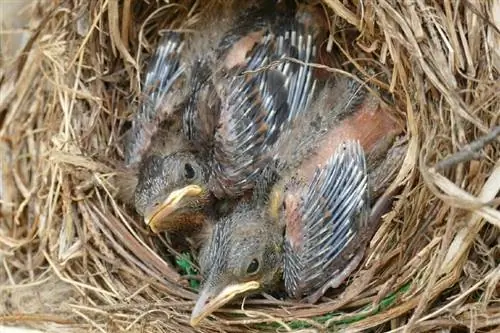 dua tukik burung hitam di sarang