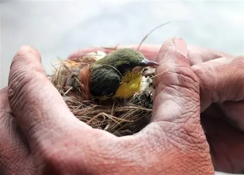 Što učiniti ako pronađete ptičicu: 7 savjeta koje je odobrio veterinar