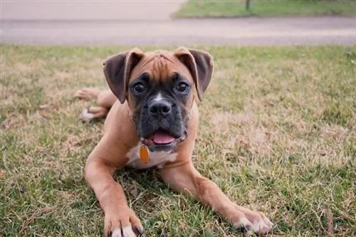 boxer puppy