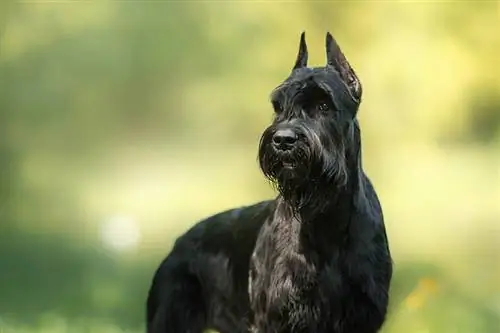 սեւ հսկա Schnauzer