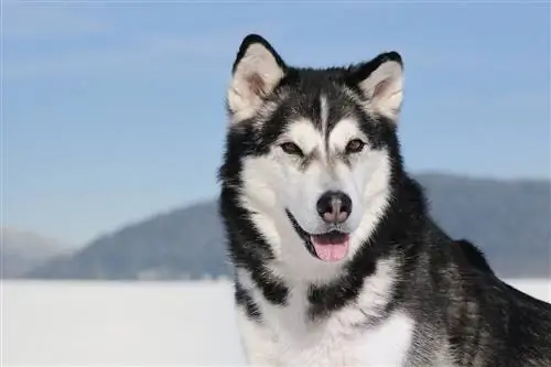 Malamute d'Alaska