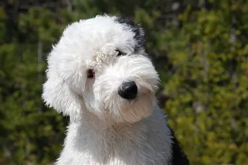 Olde English Sheepdog