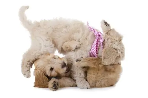 dua bermain anjing labradoodle australia_joca de jong_shutterstock