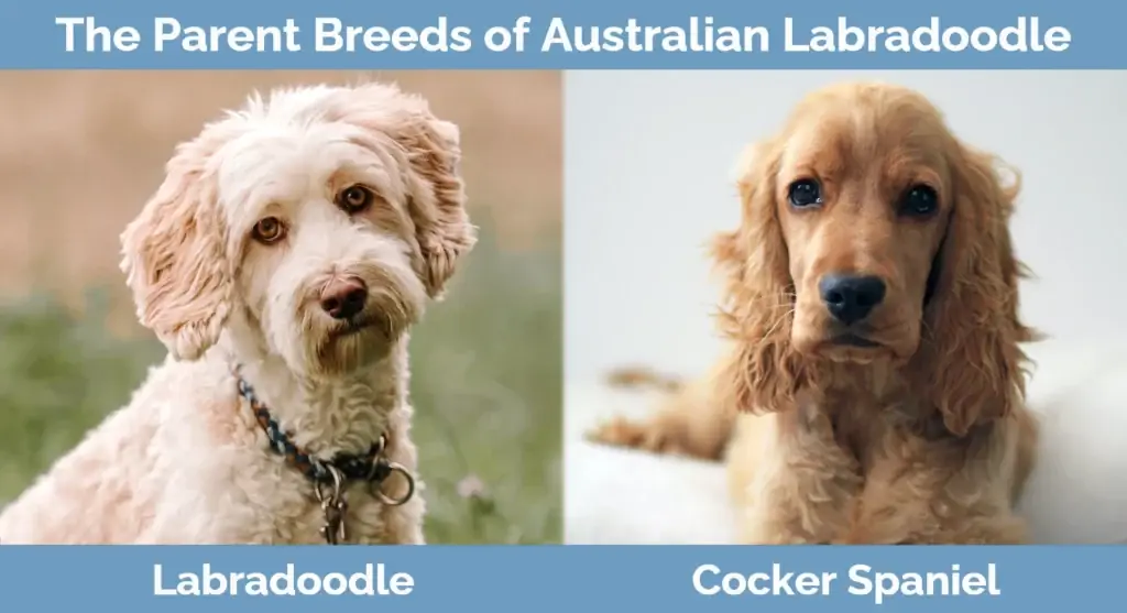 Bibit induk Labradoodle Australia