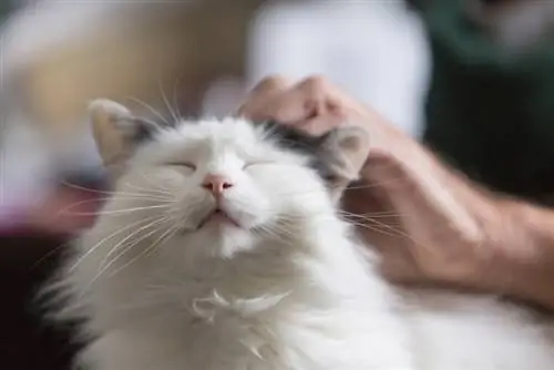 kucing rambut panjang hitam dan putih sedang dimanjakan