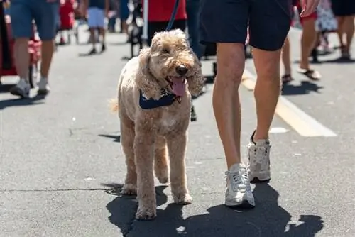 Labradoodles кызмат иттери боло алабы? Ветеринардык жактырылган фактылар & FAQ