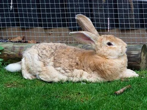 Un lapin géant flamand se couche et se détend sur l'herbe