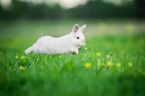 coniglio che corre sul campo