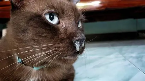 menutup kucing coklat dengan hidung meleleh