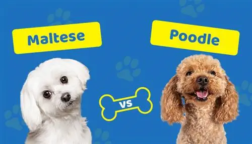 M altees versus poedel: welke hond moet je kiezen?