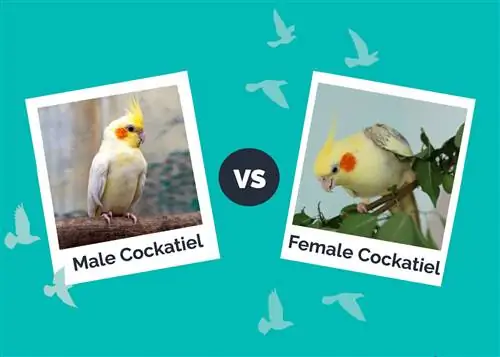 Male vs Female Cockatiel: Ano ang Pagkakaiba? (May mga Larawan)