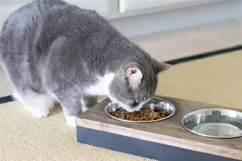 Estación de alimentación de mascotas: la colmena inspirada