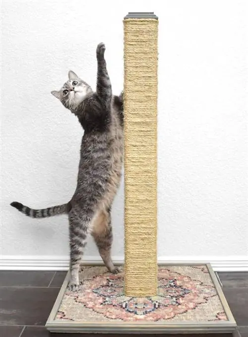 Scratching Post- Visează un pic mai mare