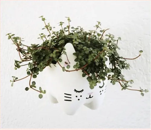 Small Cat Face Planter- Up cycle that