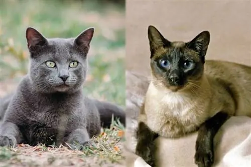 Mezcla de gato siamés azul ruso: información, imágenes, características & Hechos