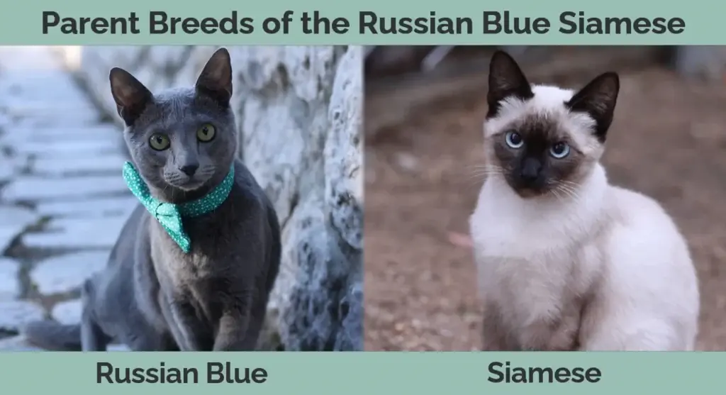 Niam txiv yug ntawm Russian Blue Siamese