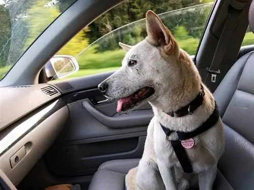 cachorro no carro sorrindo - pixabay