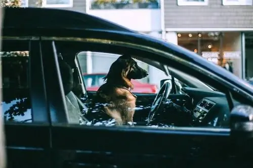 À quel point est-il trop chaud pour les chiens en voiture ? Que souhaitez-vous savoir