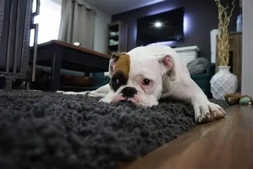 bulldog dentro de la casa