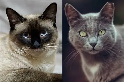 ไซมิส แมนซ์ (Siamese & Manx Cat Mix): รูปภาพ, อารมณ์ & นิสัย