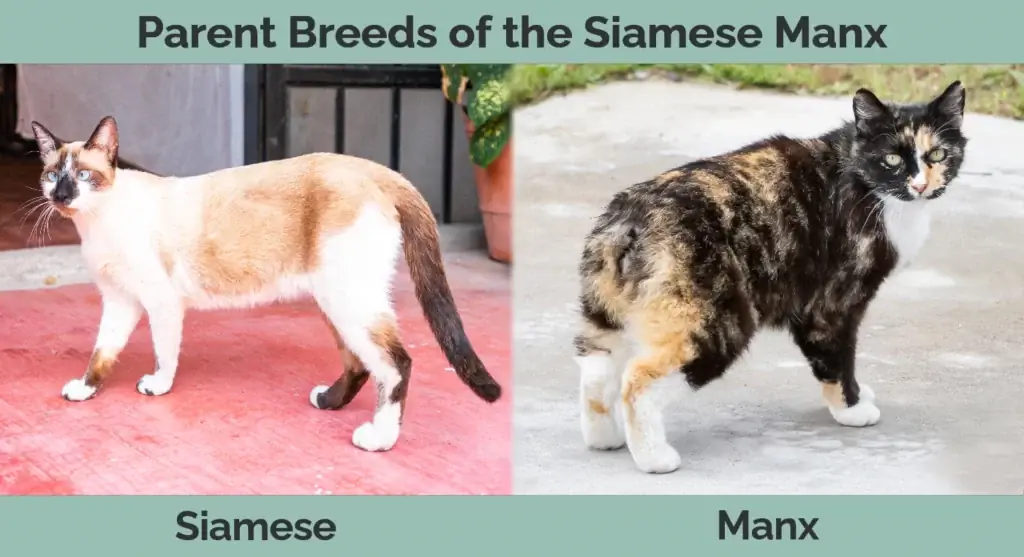 የ Siamese Manx የወላጅ ዝርያዎች