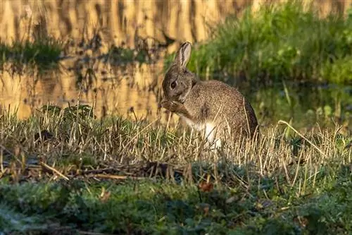 mocsári nyúl táplálkozik a mocsárban