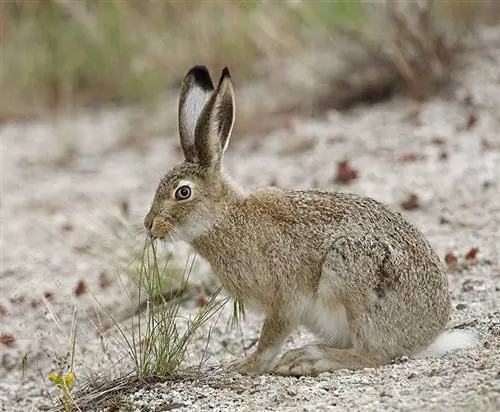 Beyaz kuyruklu Jack Rabbit ot yiyor