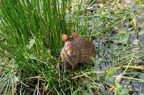 Kan kaniner simma? Fakta & Säkerhetstips