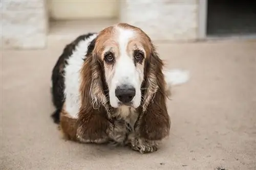 Бассет Hound