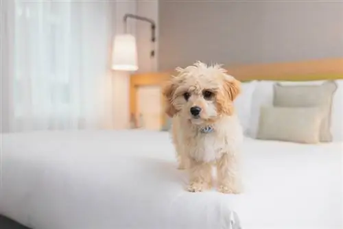 hond staande op het bed in de hotelkamer