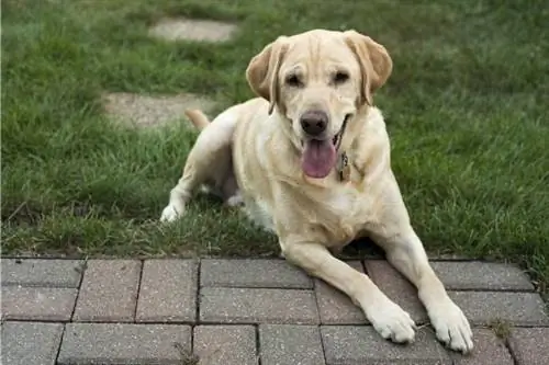 Labrador köpeği