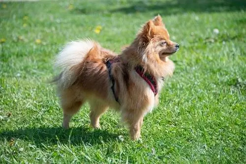 Lulu da Pomerânia em pé na grama