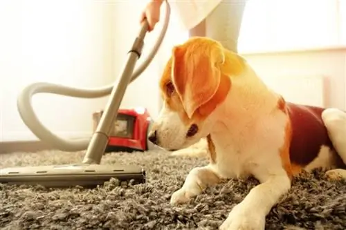 La fille fait le ménage avec un aspirateur