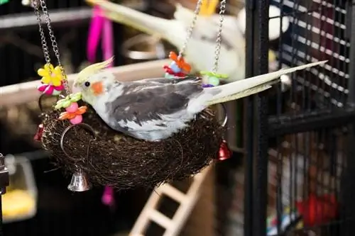 cockatiel in a nest in cage