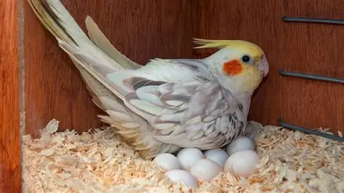 Cockatiels Hutaga Mayai Ngapi? Ukweli ulioidhinishwa na Daktari wa mifugo