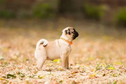 fawn pug გადის შემოდგომაზე