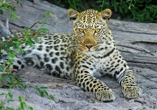 gato leopardo