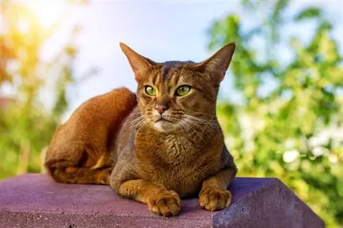 gato abisinio al aire libre