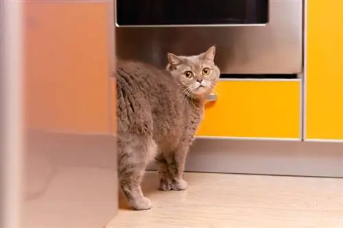 chat caché derrière le réfrigérateur dans la cuisine