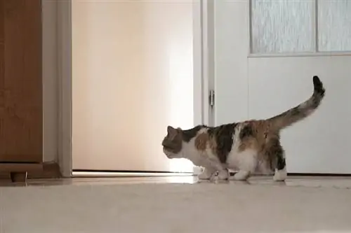 Un petit chat se promène dans un nouvel appartement vide