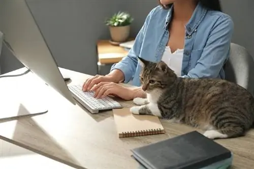 seorang wanita muda atau pemilik kucing yang bekerja di kantor dengan kucing