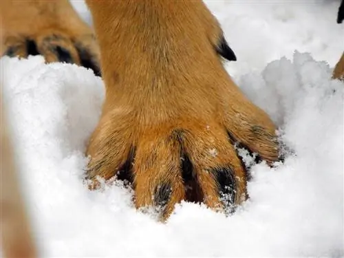 pata de perro en la nieve