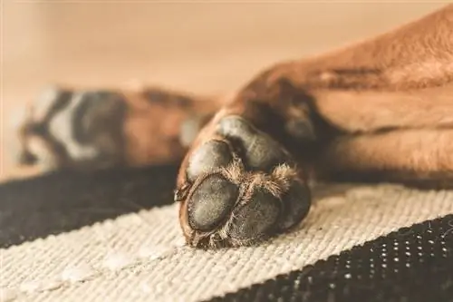 Adakah Mastiffs Mempunyai Kaki Berselaput? Jawapan Menarik