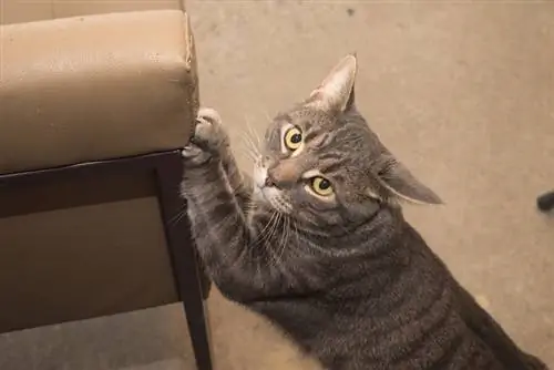 gato doméstico macho arañando muebles con garras delanteras