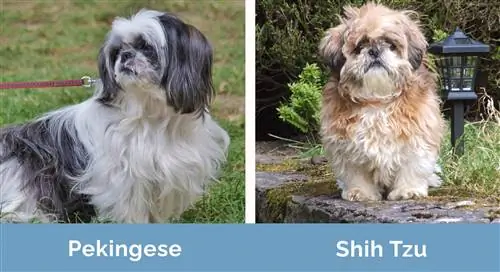 Պեկինեզ vs Shih Tzu կողք կողքի