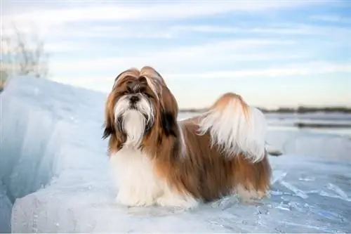 hembra Shih Tzu de pie sobre un hielo