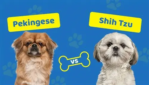 Pekingese vs Shih Tzu: Diferențele explicate (cu imagini)